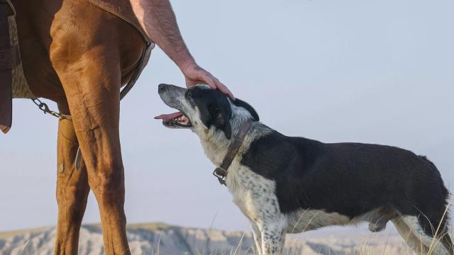 Dog-Friendly Getaway