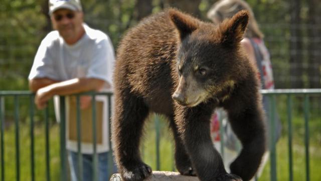 Family Fun and Animal Adventures