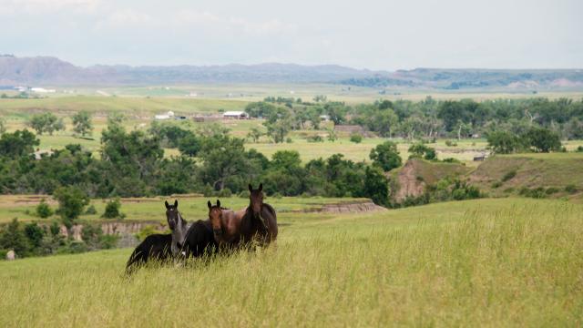 Pine Ridge Chamber