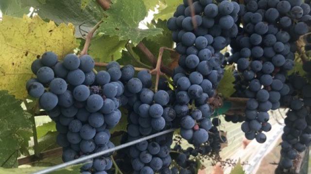 Belle Joli Winery
