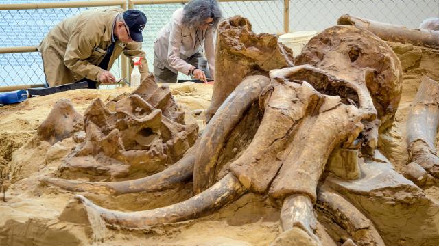 Fossils, Prehistoric & Natural Wonders