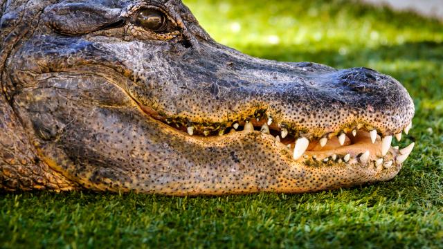 Reptile Gardens