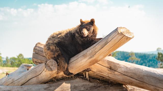Bear Country USA