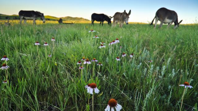 Wildlife