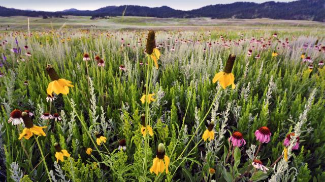 Wildflowers