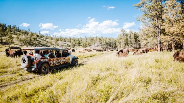 Buffalo Safari