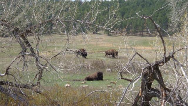 Black Hills Adventure Tours & Vacation Planning