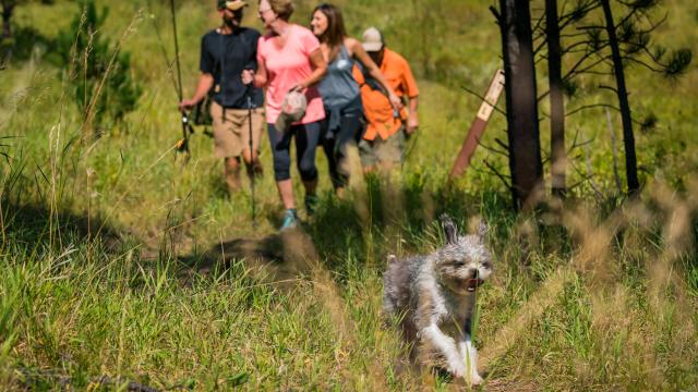Dog running with family on hiking trail.