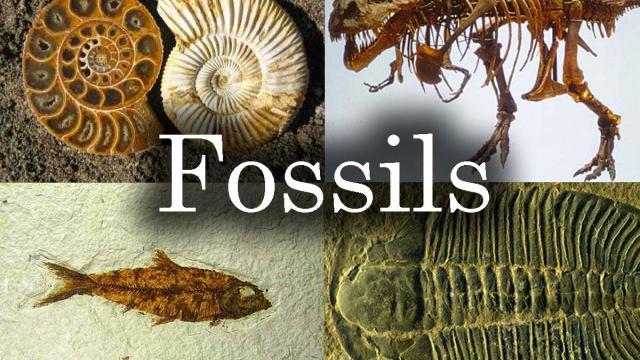 Fossils