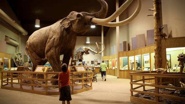 Fossils, Prehistoric & Natural Wonders