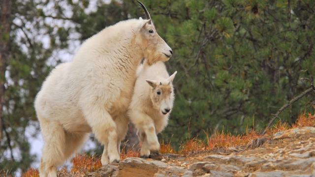 Mountain Goats