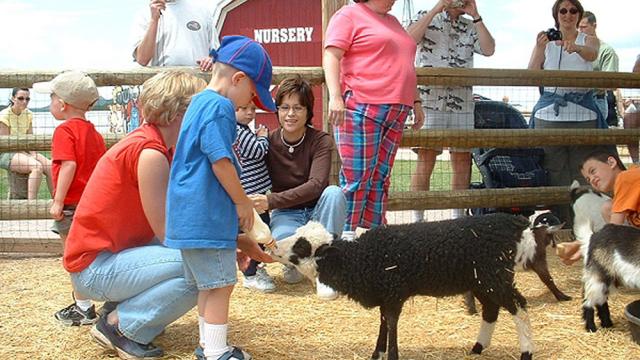 Old MacDonald's Farm