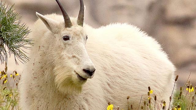 sdtgoatflowersrushmore.jpg