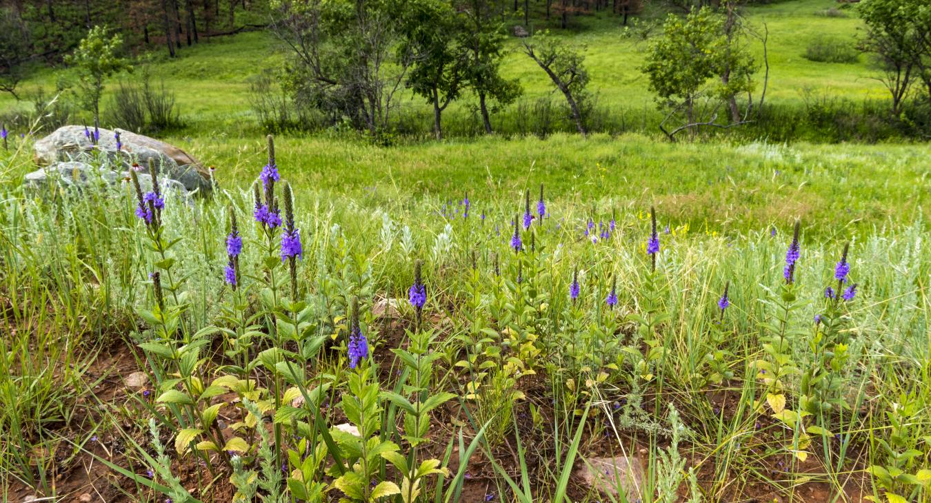 Spring Flowers
