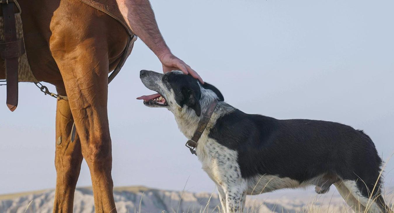 Dog-Friendly Getaway