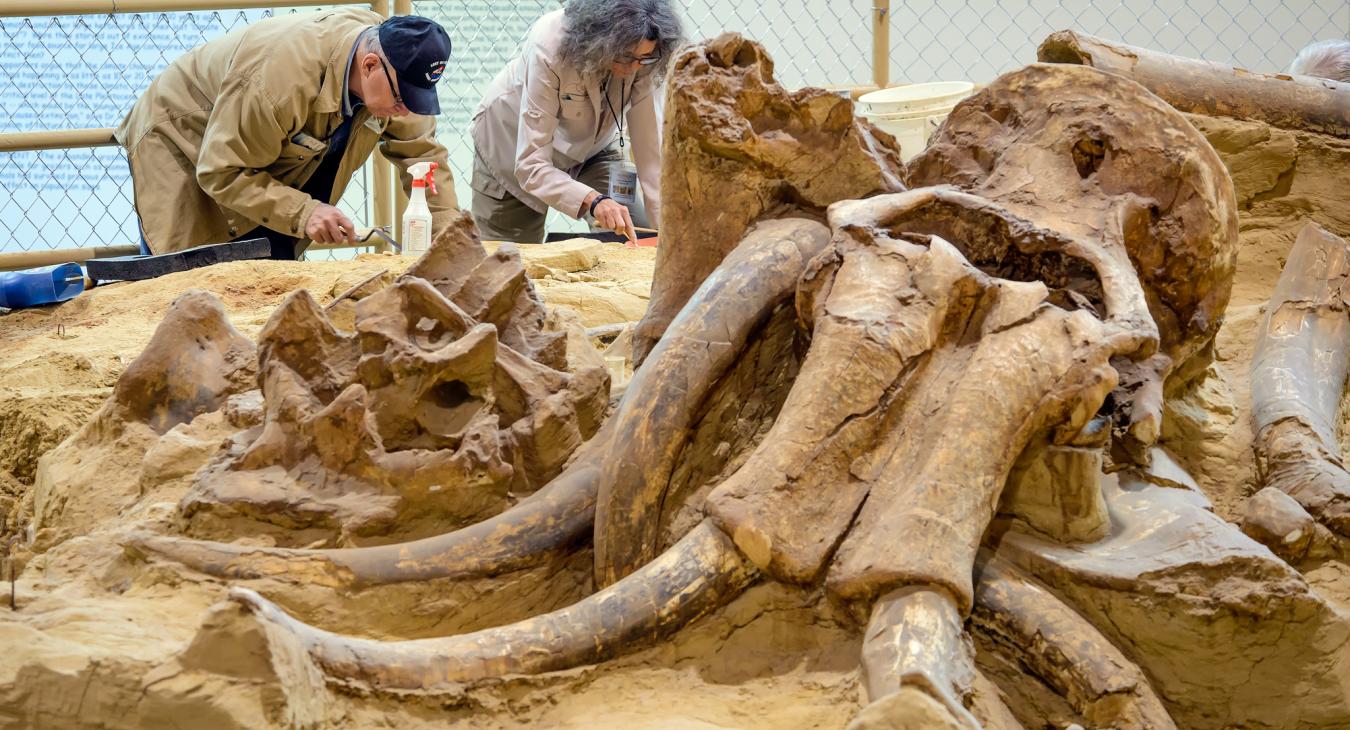 Fossils, Prehistoric & Natural Wonders