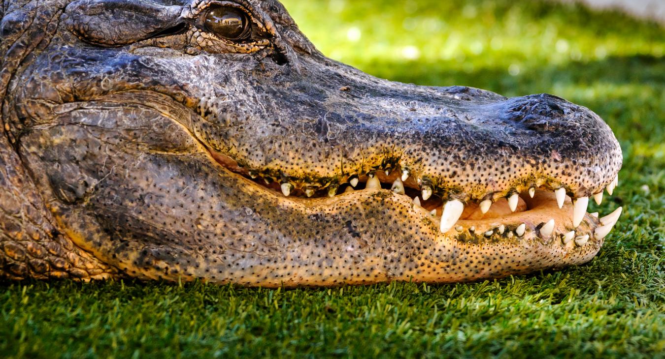Reptile Gardens