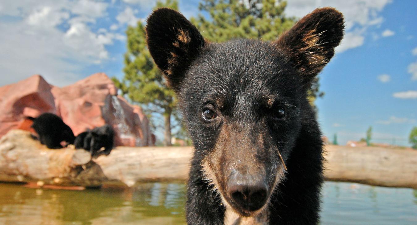 Bear Country