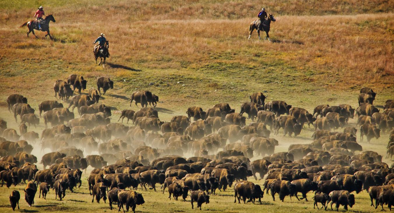 Custer State Park Buffalo Roundup & Arts Festival
