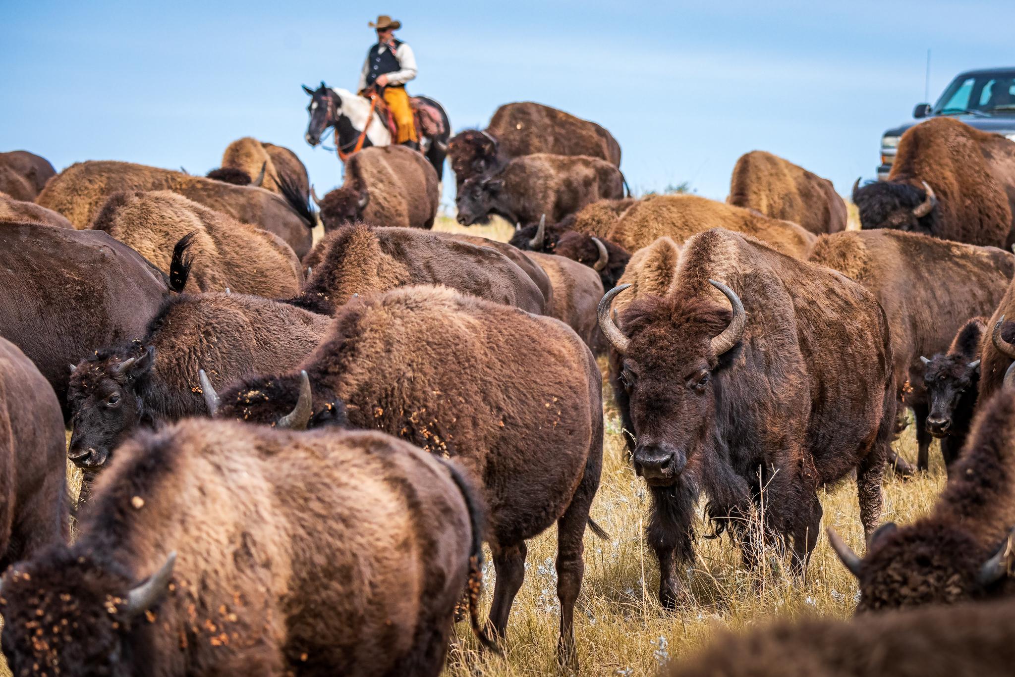 Custer State Park Buffalo Roundup & Arts Festival