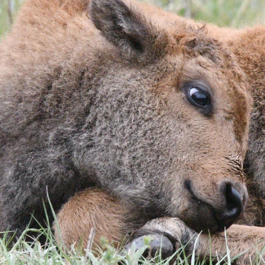 A young bison calf laying down during a rainy day.