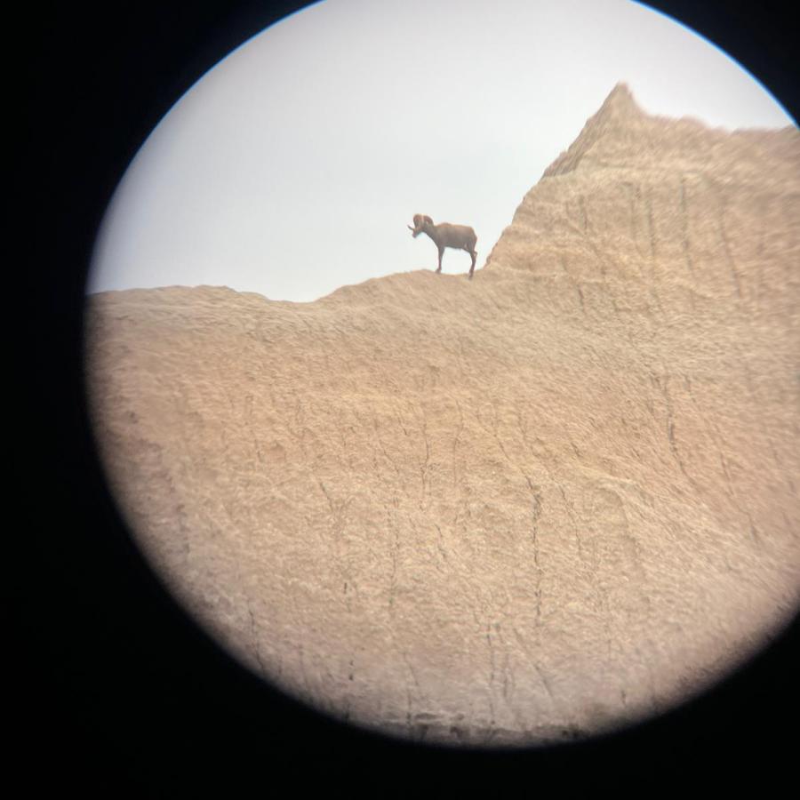 Telescopic Bighorn