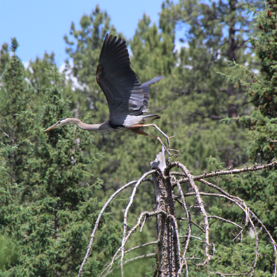 A great blue heron lifting off in flight from the top of a tree
