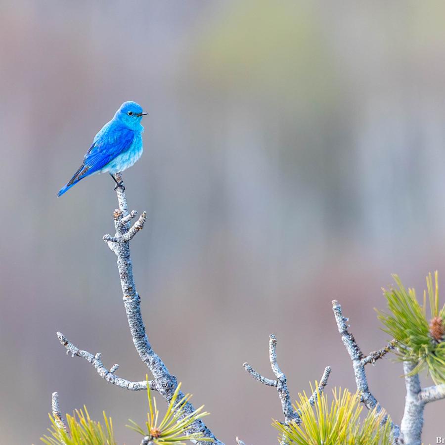 Male Mountain Bluebird in the Black Hills