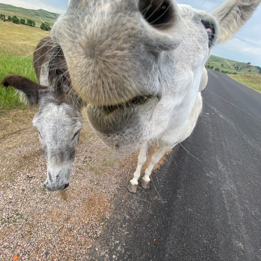 Found a curious donkey while in Custer State Park. 