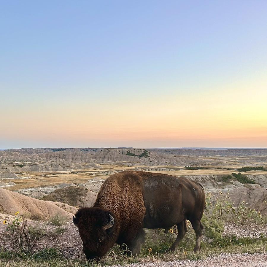 A beautiful beast enjoying the sunrise 