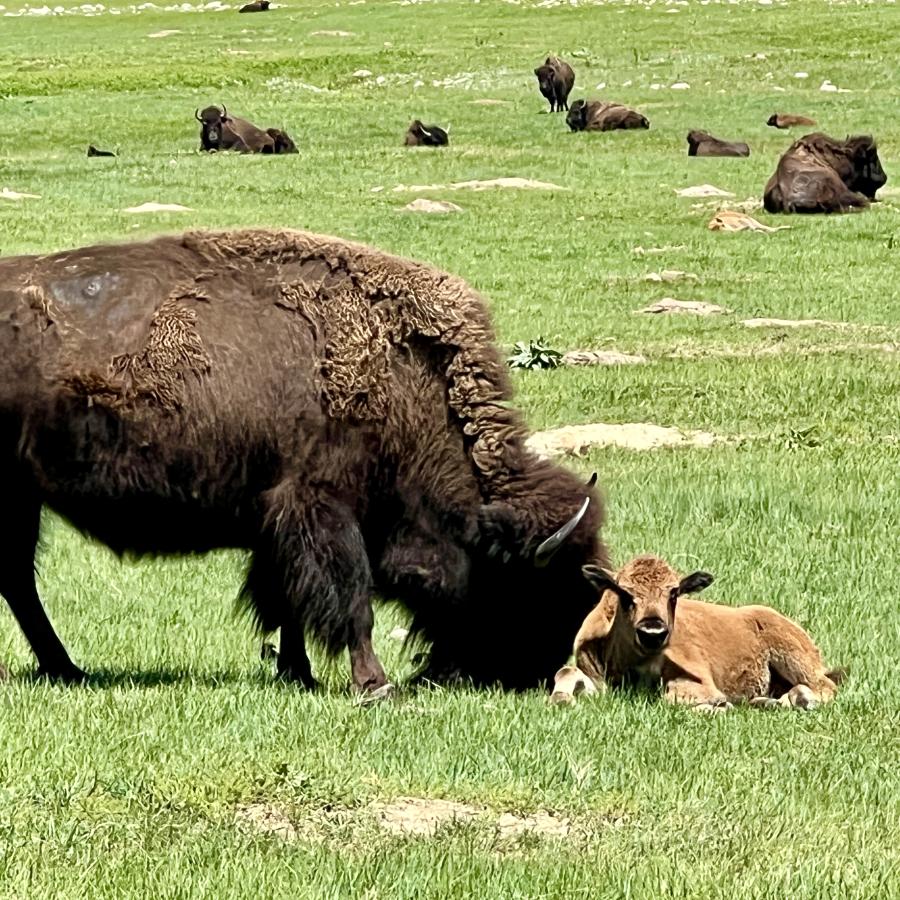 Mama Bison was snuggling her baby in Custer State Park