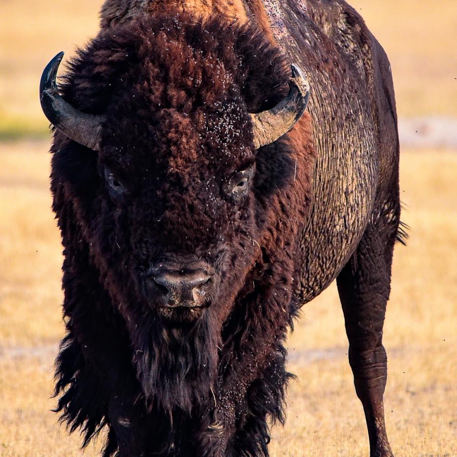 Head on view of a lone bull bison on a plain of dry grass staring into the camera..  