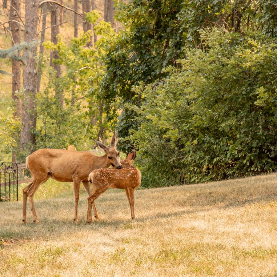 A doe and young deer share a moment right outside of the Chapel in the Hills.