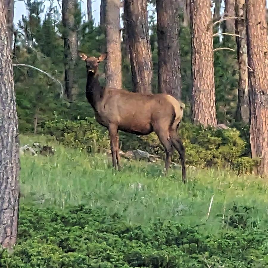 We stayed near Custer.  We drove on the gravel roads and saw lots of elk!