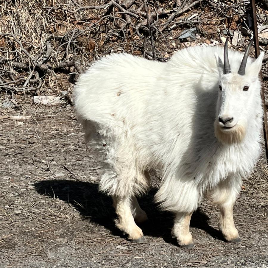 The Goat