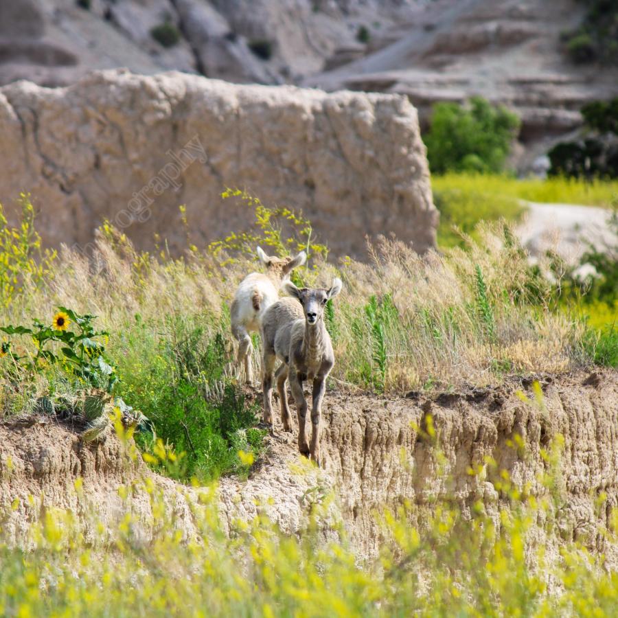 Baby goats in the Badlands 